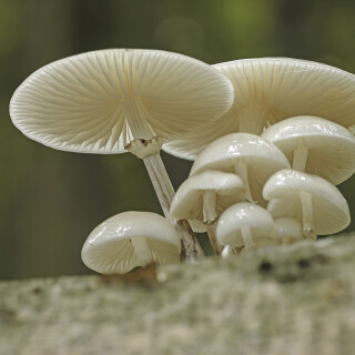 Buchen-Schleimruebling_Oudemansiella-mucida_20251013_0002_B_Web