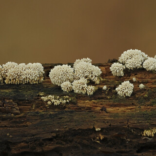Pilz_Fungi_20251013_0001-42_B1_Web