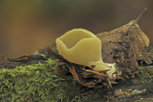 Blasiger-Becherling_Peziza-vesiculosa_20251016_0001-56_B_Web.jpeg