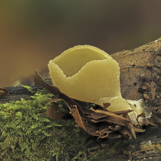 Blasiger-Becherling_Peziza-vesiculosa_20251016_0001-56_B_Web