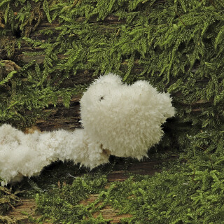 WeisserPolsterpilz_Postia-ptychogaster_20251019_0001-36_B_Web