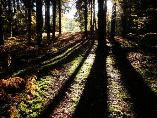 2025-10-21-Herbst-Licht-Schatten-Wald-1.jpeg