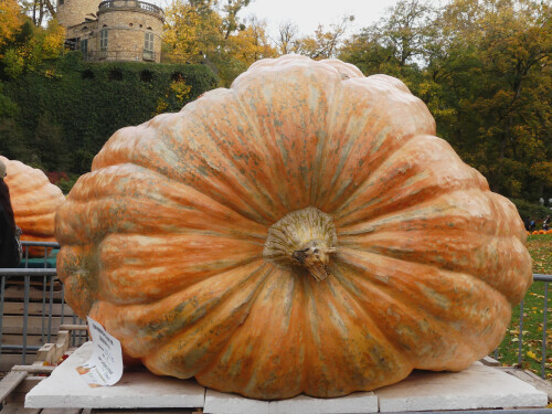 2025-10-26-Ludwigsburg-Kurbisausstellung-der-Schwerste-9985-kg.jpeg