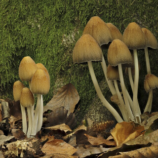 Glimmer-Tintling_Coprinus-micaceus_20251016_0001-45_B_Web