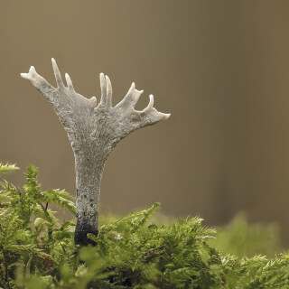 Geweihfoermige-Holzkeule_Xylaria-hypoxylon_20251103_0001-43_B_Web