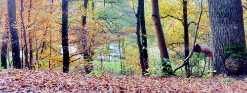 K800_Blick-auf-einen-Weiher-des-Angelsportvereins-Eibelshausen-November-2025.jpeg