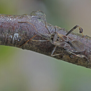 Amerikanische-Zapfenwanze_Leptoglossus-occidentalis_20251106_0003_B1_Web