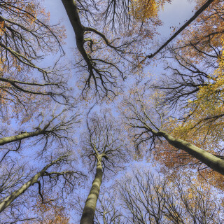 Baeume_20251104_0001_B_HDR_Web