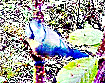 K800_BlaumeiseCyanistes-caeruleusL.-1758.jpeg