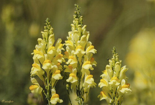 Echtes-Leinkraut_Linaria-vulgaris_20250903_0002_B_Web.jpeg
