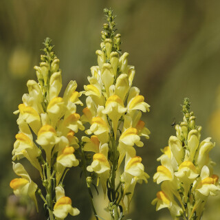 Echtes-Leinkraut_Linaria-vulgaris_20250903_0002_B_Web