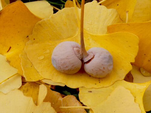 2025-11-18-Ungarn-Szarvasi-Arboretum-Ginko-Blatter-und-Fruchte-5.jpeg