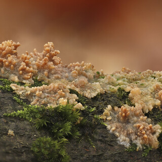 Orangeroter-Kammpilz_Phlebia-radiata-70_20251103_0001_B_Web