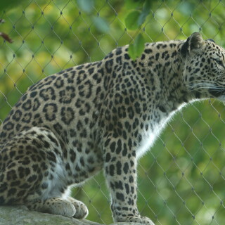 Persischer-Leopard