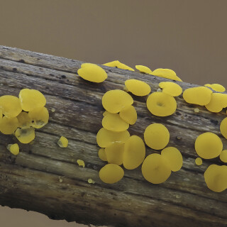 Zitronengelbes-Reisigbecherchen_Bisporella-citrina-62_20251103_0001_B_Web