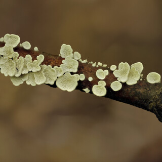 Krauser-Adernzaehling_Plicatura-crispa_20251008_0001_B_Web