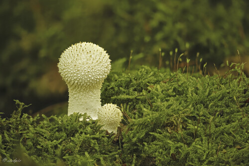 Flaschenstaeubling_Lycoperdon-perlatum_20251008_0001_B_Web.jpeg