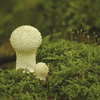 Flaschenstaeubling_Lycoperdon-perlatum_20251008_0001_B_Web