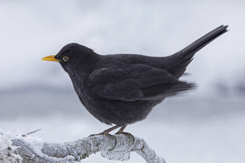 Amsel_Turdus-merula_20130210_0002_B_Web.jpeg