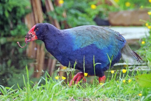 17.2-takahe-ralle.jpeg