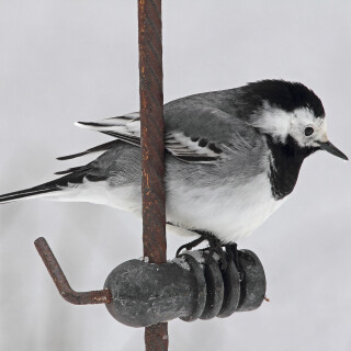 Bachstelze_Motacilla-alba_20130313_0019_1_Web