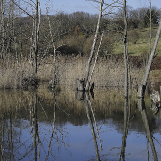 Erlauer-Teich_20260116_0004_B_Web