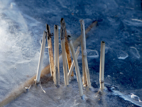 2026-01-19-Schilfhalme-im-Eis.jpeg