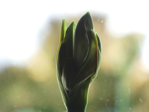 2026-01-27-Amaryllis-Blutenahnung-2.jpeg