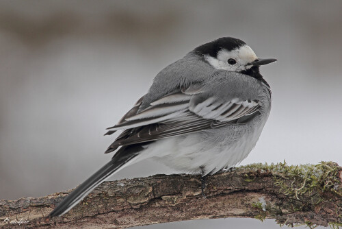 Bachstelze_Motacilla-alba_20130313_0018_Web.jpeg