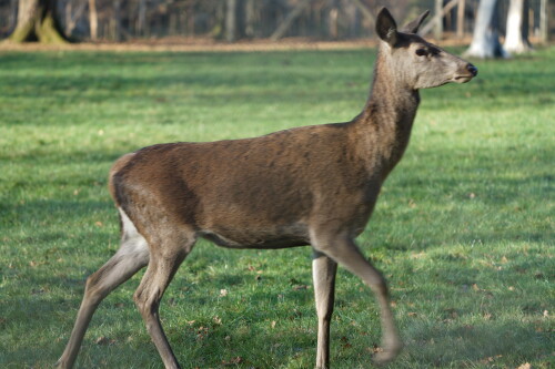 Wildtiergehege Brück