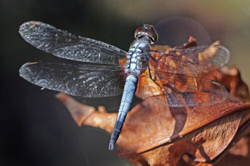 7.2-libellen-singapur-blue-dasher-brachydiplax-chalybea.jpeg