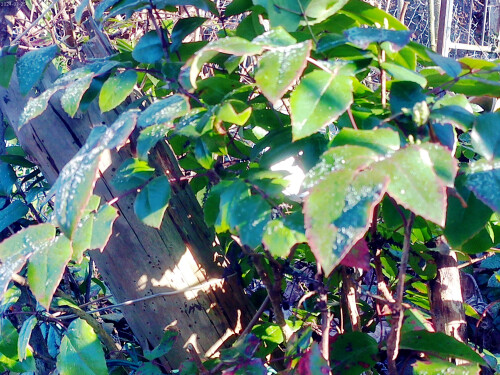 Raureif-auf-den-Blattern-einer-MahonieMahonia-aquilegifoliaNutt.1.jpeg