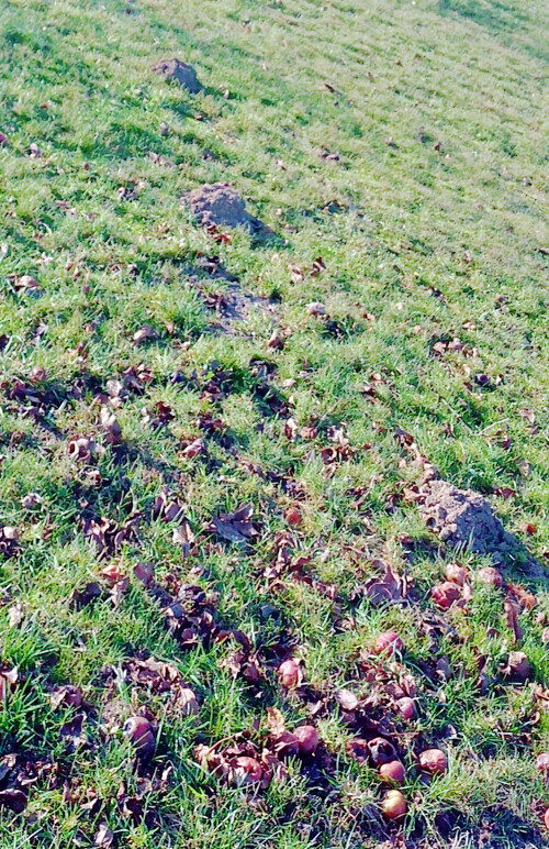 Maulwurfshugel-in-einer-Wiese-westlich-von-Haus-SonneckEiershausen.jpeg