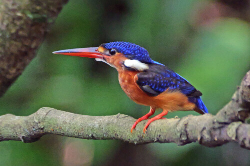 5.2-menitingeisvogel-2.jpeg