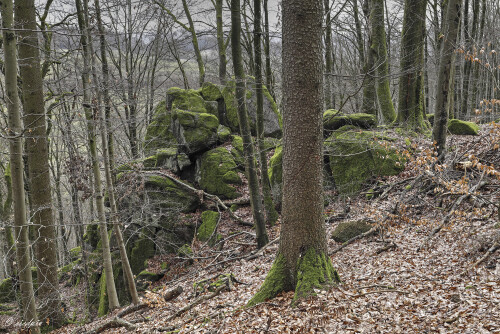Der Wildweibchenstein bei Laudenau, Natural landmark Wildweibchenstein

Aufnahmeort: Odenwald
Kamera: Canon EOS 6D
Objektiv: Canon EF 17-40mm

© Alle von mir veröffentlichten Bilder unterliegen dem Urheberrecht und dürfen ohne meine schriftliche Genehmigung nicht verwendet werden.