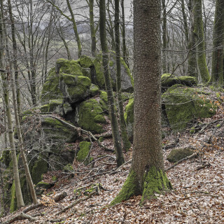 Wildweibchenstein_20260207_0001_B_HDR_Web