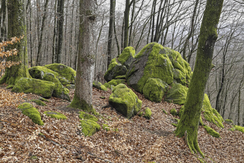 Der Wildweibchenstein bei Laudenau, Natural landmark Wildweibchenstein

Aufnahmeort: Odenwald
Kamera: Canon EOS 6D
Objektiv: Canon EF 17-40mm

© Alle von mir veröffentlichten Bilder unterliegen dem Urheberrecht und dürfen ohne meine schriftliche Genehmigung nicht verwendet werden.