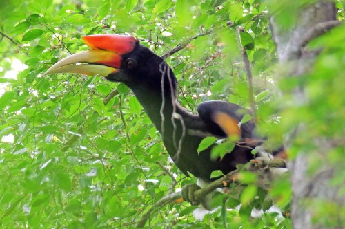 4.2-rhinozerosvogel-mann-jung-erster-seit-16-jahren-aus-malaysia.jpeg
