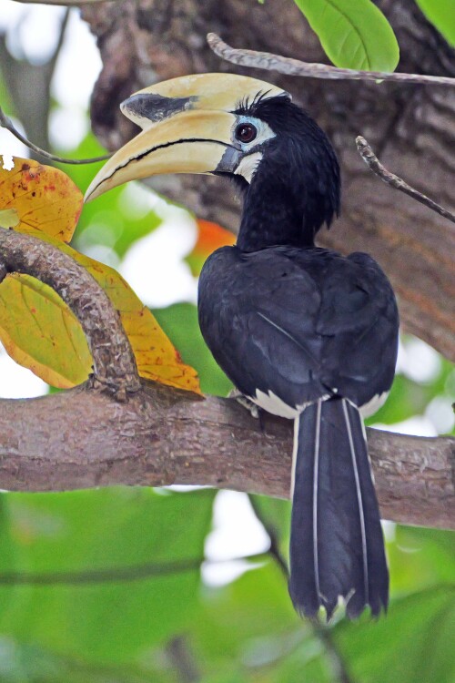 4.3-orienthornvogel-1.jpeg