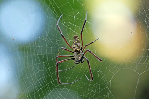 4.5-spinne-singapur-batik-golden-web-spider-trichonephila-antipodiana.jpeg