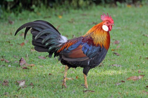 2.3-bankivahuhn-stammform-der-haushuhner.jpeg