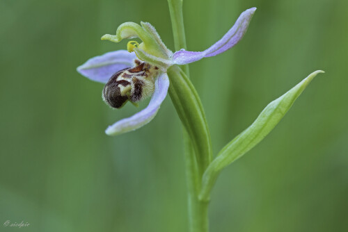 Bienen-Ragwurz_Ophrys-apifera_20170626_0003_B_Web.jpeg
