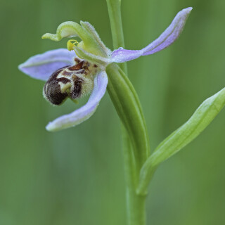Bienen-Ragwurz_Ophrys-apifera_20170626_0003_B_Web