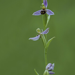 Bienen-Ragwurz_Ophrys-apifera_20170626_0005_B_Web