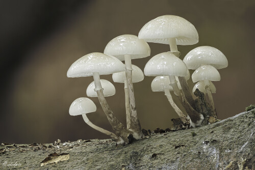 Buchen-Schleimruebling_Oudemansiella-mucida_20251013_0004_B_Web.jpeg