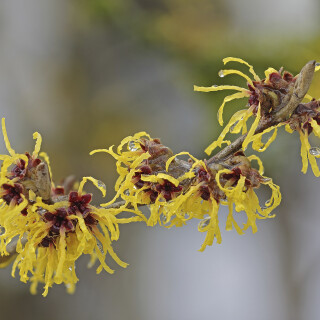Zaubernuss_Hamamelis_20260204_0001_B_Web