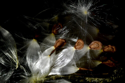 2026-02-12-Pappus-und-Samen-der-Seidenpflanze-18.jpeg