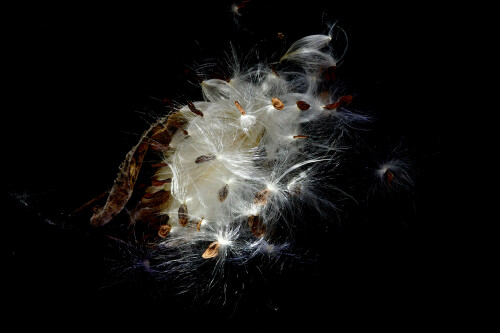 2026-02-12-Pappus-und-Samen-der-Seidenpflanze-27.jpeg