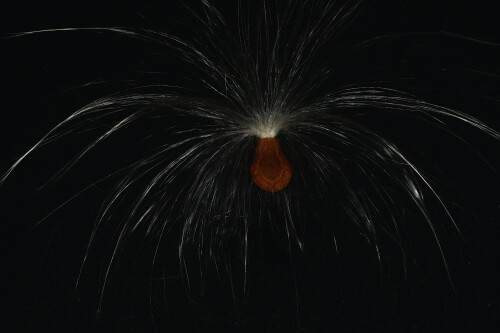 2026-02-12-Pappus-und-Samen-der-Seidenpflanze-32.jpeg