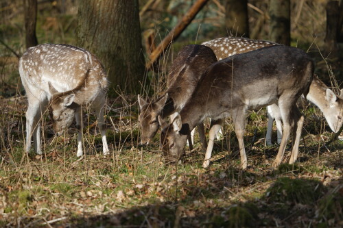 Diese Szene könnte man sich gut in der freien Natur vorstellen. Im Licht der milden Wintersonne äst das Damwild im Dellbrücker Wildtiergehege
Sony Alpha 7/II